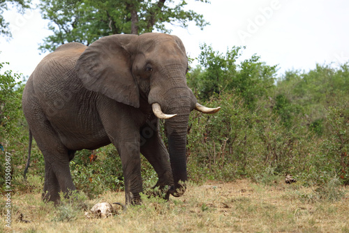 Canvas Print Afrikanischer Elefant / African elephant / Loxodonta africana