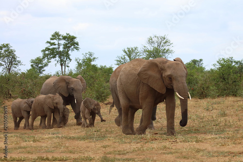 Canvas Print Afrikanischer Elefant / African elephant / Loxodonta africana