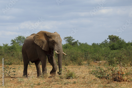 Photography Afrikanischer Elefant / African elephant / Loxodonta africana