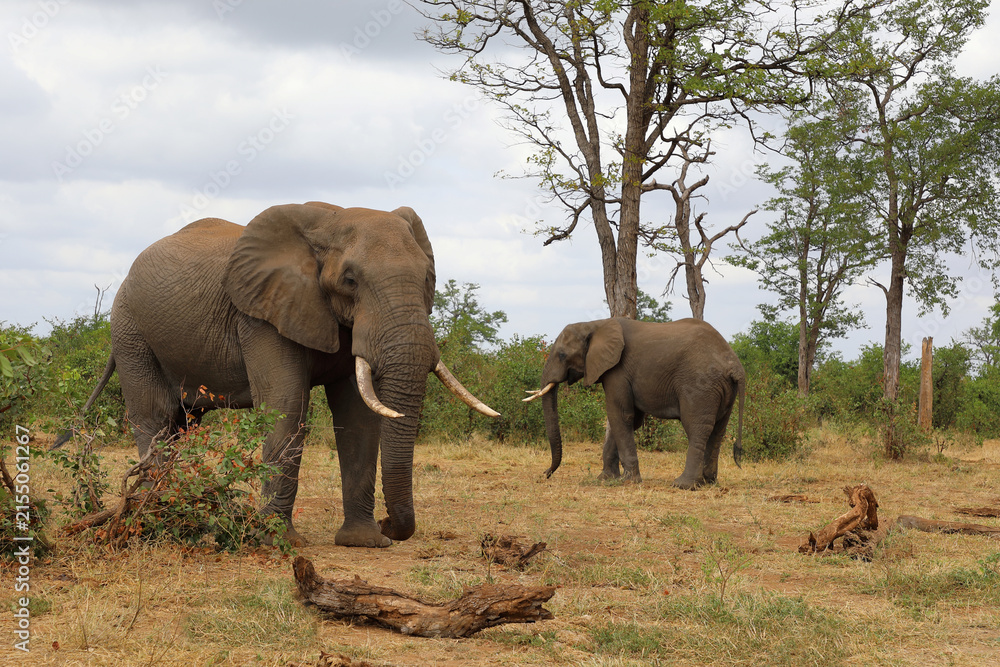 Fototapeta premium Afrikanischer Elefant / African elephant / Loxodonta africana