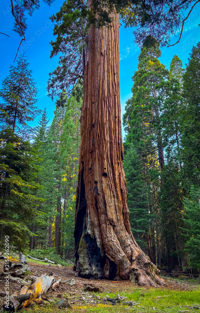 Fototapeta premium General Grant Sequoia Sunrise Kings Canyon National Park