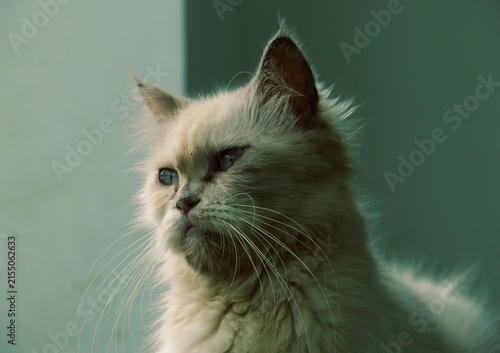 Canvastavla Majestic long-haired Himalayan cat looking away