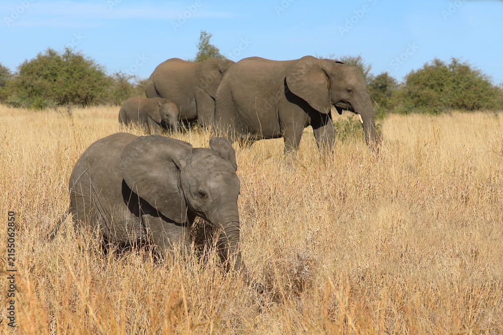 Obraz premium Afrikanischer Elefant / African elephant / Loxodonta africana