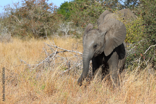 Photography Afrikanischer Elefant / African elephant / Loxodonta africana