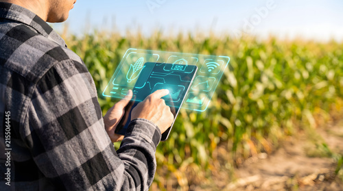 Modern farmer using digital tablet with futuristic crop management holograms in a vast green corn field for smart agriculture innovation