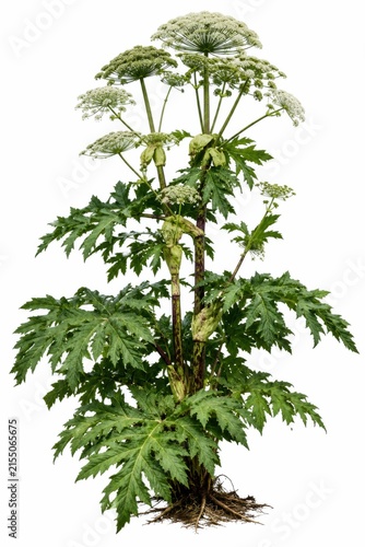 Tall flowering hogweed plant with large green leaves and white blooms isolated on white