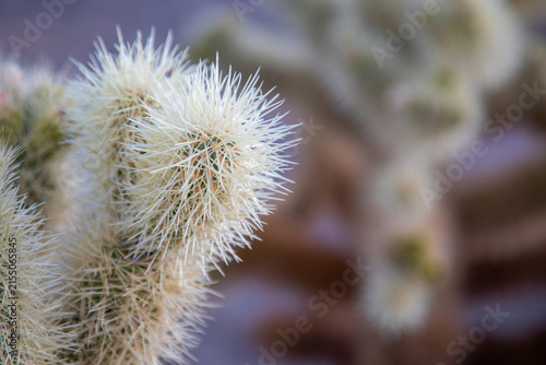 Fotografía Teddy-bear Cholla (Cylindropuntia bigelovii) at Joshua Tree National Park