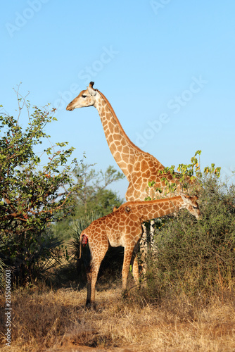Photography Giraffe / Giraffe / Giraffa camelopardalis