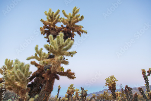 Fotografía Teddy-bear Cholla (Cylindropuntia bigelovii) at Joshua Tree National Park