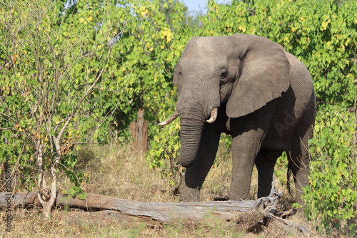 Canvas Print Afrikanischer Elefant / African elephant / Loxodonta africana
