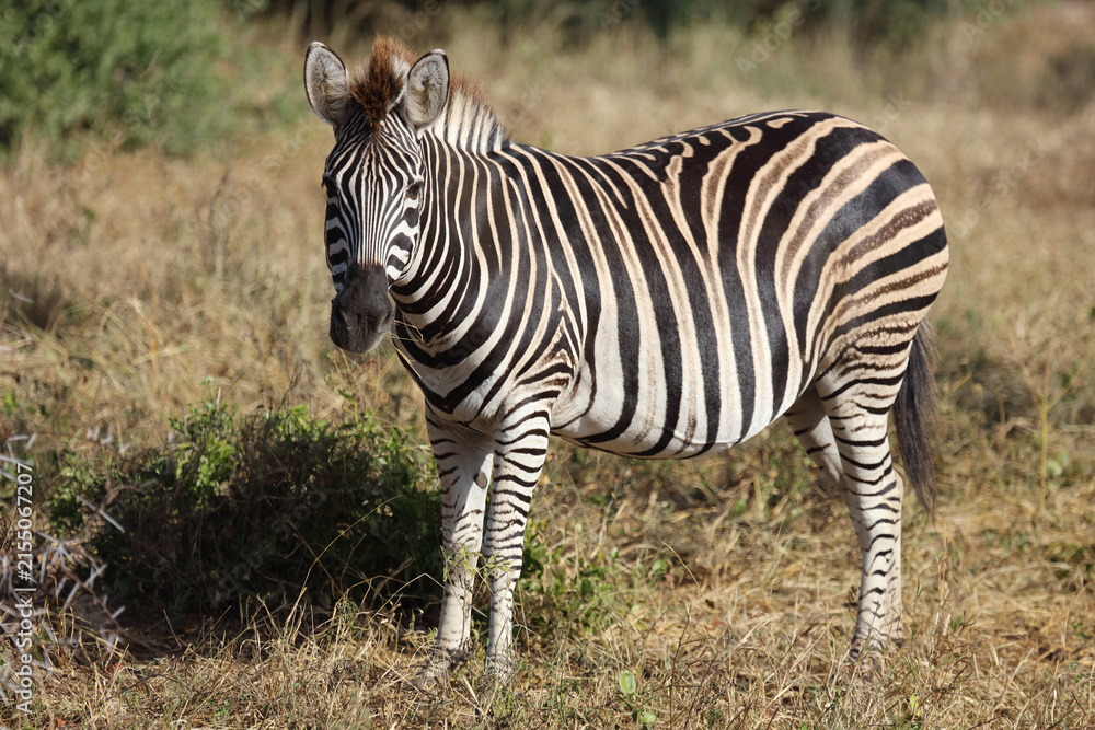 Obraz premium Steppenzebra / Burchell's zebra / Equus quagga burchellii