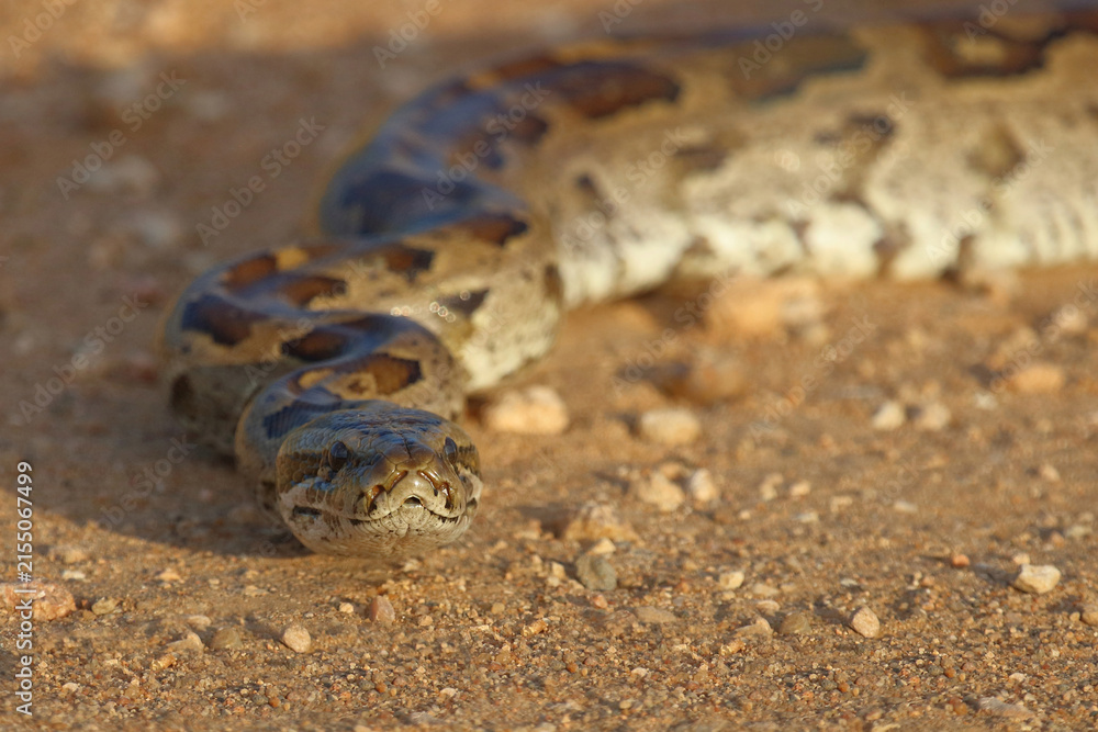 Fototapeta premium Südlicher Felsenpython / Southern African rock python / Python natalensis