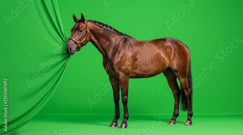 Realistic brown horse opening a curtain for a grand reveal on greenscreen background in a presenter pose, isolated animal for chroma key compositing and studio video effects