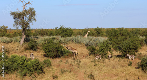 Fotografía Giraffe / Giraffe / Giraffa camelopardalis