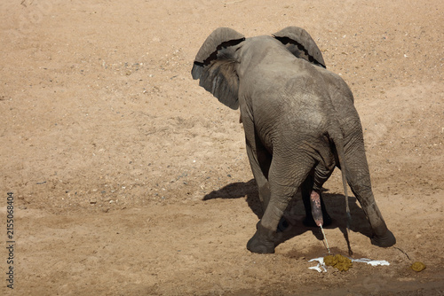 Afrikanischer Elefant / African elephant / Loxodonta africana