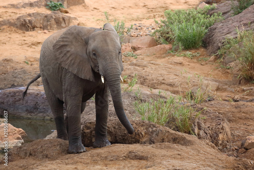 Canvas Print Afrikanischer Elefant / African elephant / Loxodonta africana