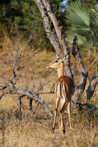 Fotografie Schwarzfersenantilope / Impala / Aepyceros melampus