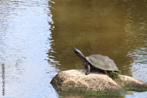 Starrbrust-Pelomeduse / Marsh or Helmeted turtle / Pelomedusa subrufa