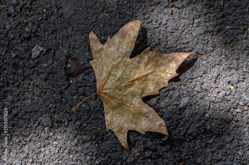 Cuadro en lienzo Autumn's whisper lies gently on the ground, a single brown leaf resting serenely
