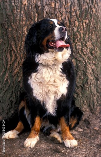 Fotografía Bernese Mountain dog portrait