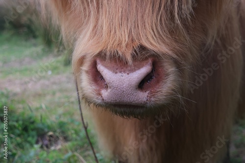Nosey