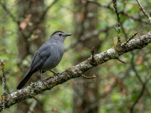 A gray catbird perched on a lichen-covered tree branch in a forest setting with a soft-focus background of green foliage.