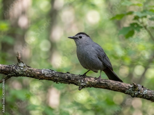 A gray songbird with a black cap perched on a weathered, lichen-covered tree branch in a forest with a blurred green background.