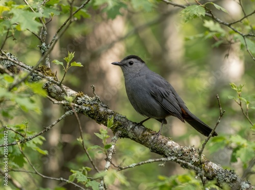 A gray songbird with a black cap perched on a mossy, lichen-covered tree branch in a lush forest setting.