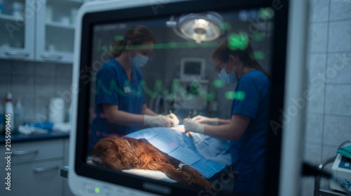 Reflection of veterinary surgeons performing surgery on a sedated dog seen in a vital signs monitor during a sterile operation in a veterinary clinic