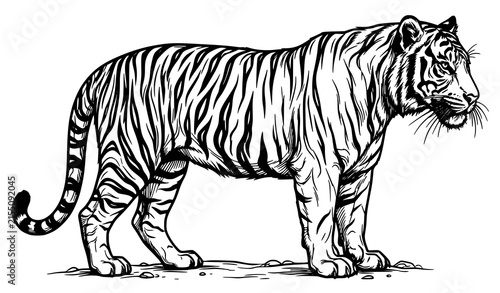 Powerful Bengal tiger standing in profile black and white detailed line art vector illustration isolated on white