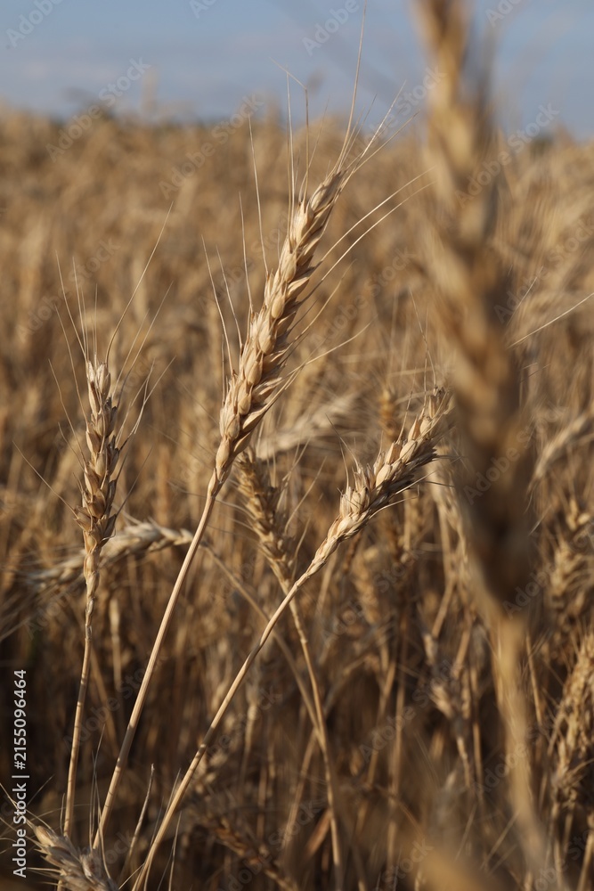 Obraz premium Golden wheat ears growing in field, closeup