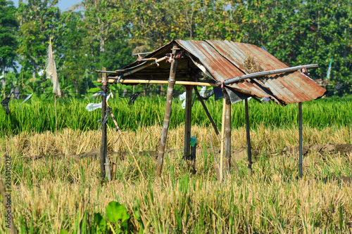 Fotografie Traditional wooden and zinc shack hut standing in a harvested rice paddy field under bright sunlight