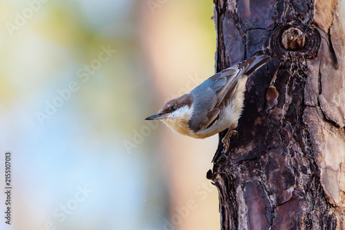 Foto Brown-headed nuthatch (Sitta pusilla) in south Florida.