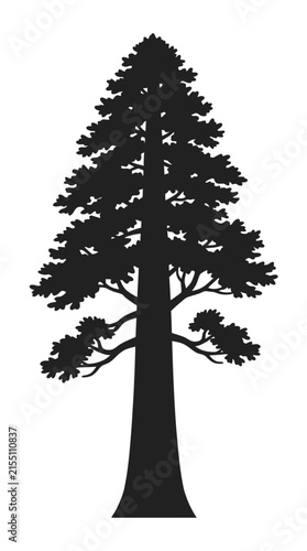 Silhouette of a tall coniferous evergreen pine tree isolated on white.