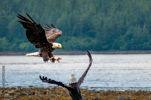 Картината върху платно Older fledging eaglets capable of flying and hunting on the shores of the Sitka