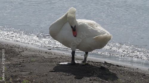 Swan cleaning its feather by the lake, Yamanashi