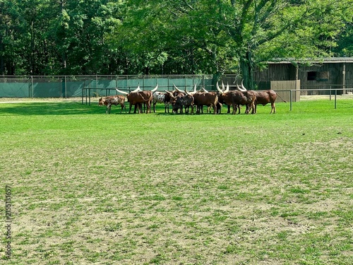 A herd of Ankole-Watusi cattle at Six Flags Wild Safari New Jersey.