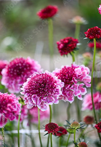 Close up of Red and Pink Scabiosa Scoop Flowers Growing in Garden