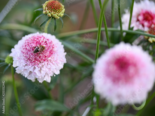Close up of Bee on Red and Pink Scabiosa Scoop Flower Growing in Garden