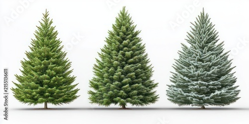 three conical evergreen trees with varied green tones and one frosted blue-green tree on a clean white background, evoking calm festive anticipation