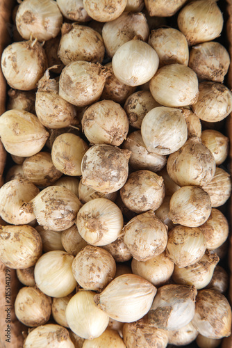 Obraz na plátně Fresh Onions and Garlic Bulbs with Rootlets from Sichuan Farmers Market Ready fo