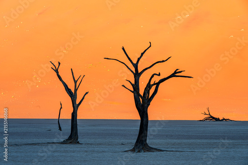 Foto Dead Vlei Camel Thorn Trees against Giant Orange Sand Dune