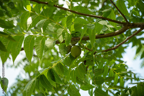 Beautiful green fruit on a branch with foliage of a black walnut.