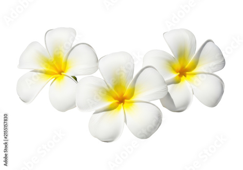 three white frangipani flowers with yellow centers, delicate petals, isolated on transparent background, perfect for spa, beauty, and tropical themes.