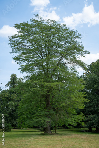 Obraz na płótnie A tall locust tree with fresh green leaves in a park.