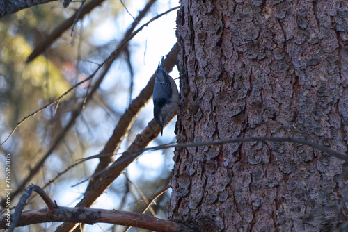 A White-breasted Nuthatch on a Tree Trunk