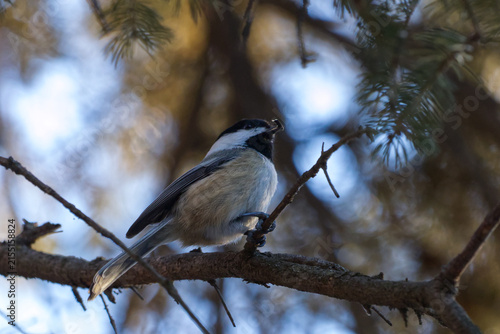 A Black-Capped Chickadee on a Branch