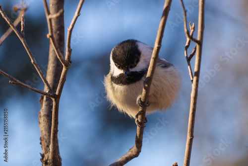 A Black-Capped Chickadee on a Branch