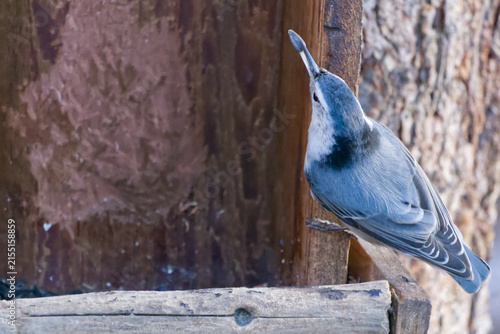 White-Breasted Nuthatch at a Bird Feeder