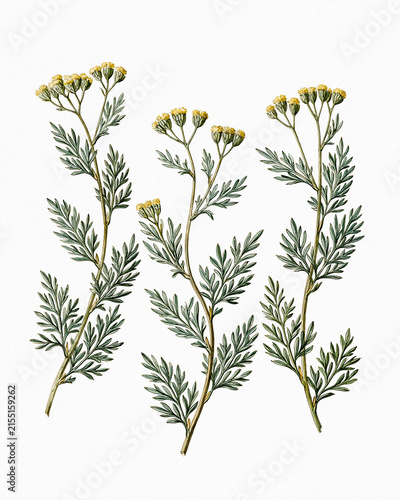Vintage Botanical Illustration Collection – Aromatic Flowers and Fragrance Plants_davana flowering stems
